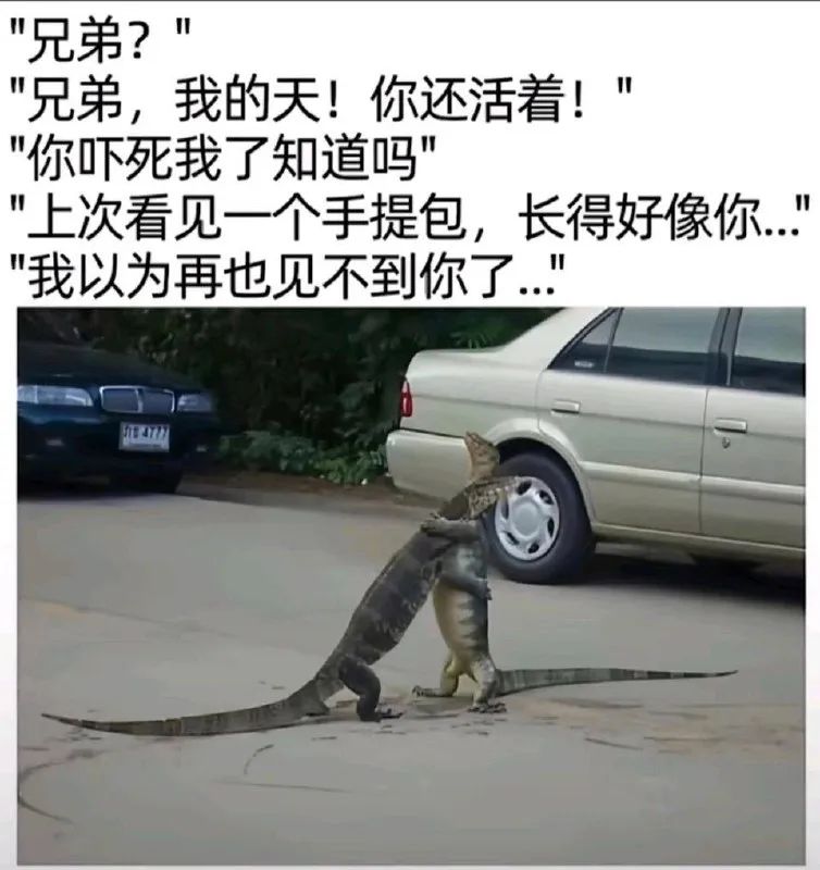 每日meme