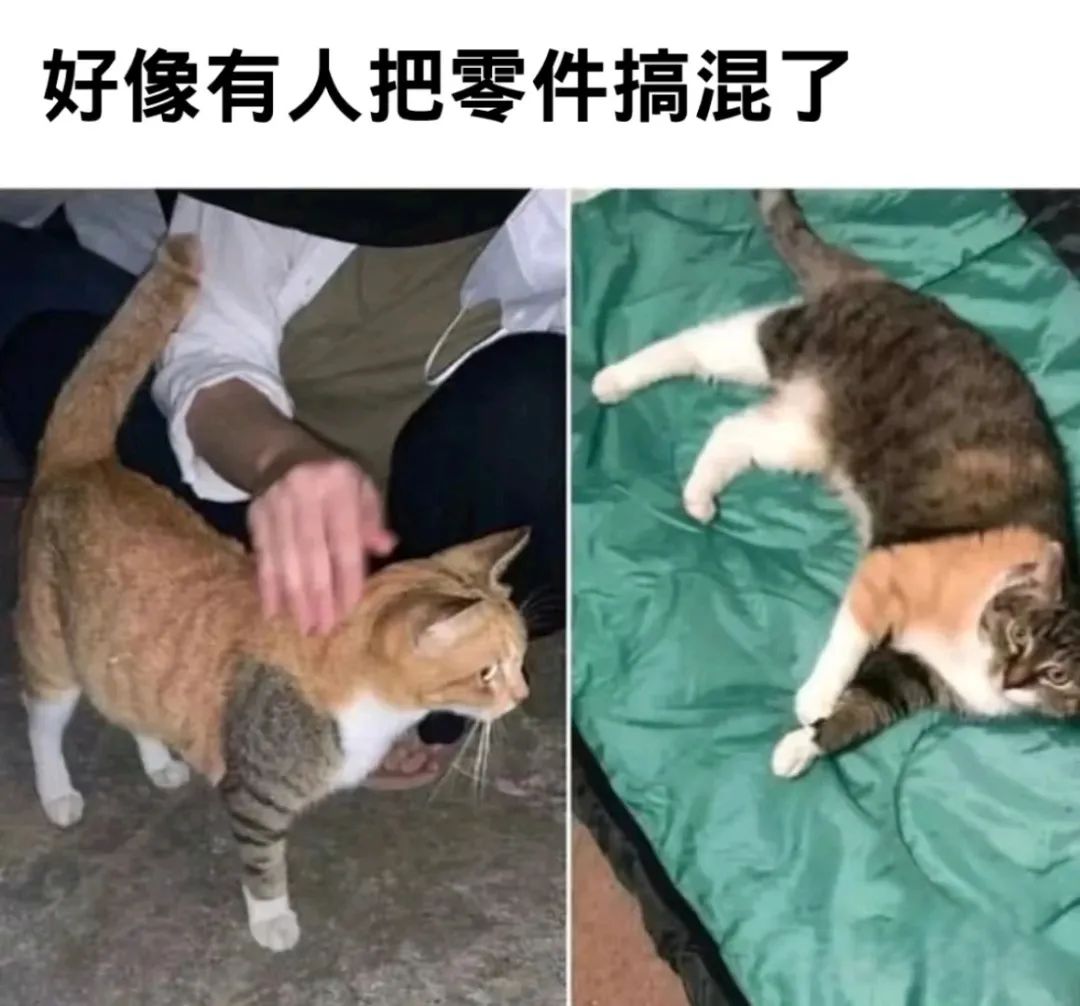 每日meme
