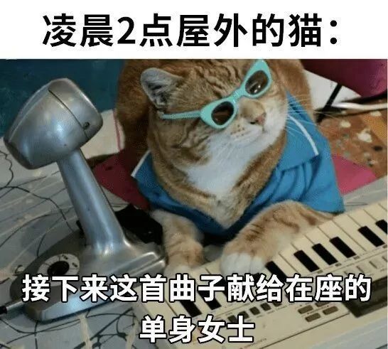 每日meme