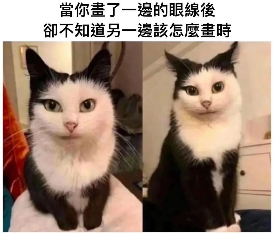 每日meme