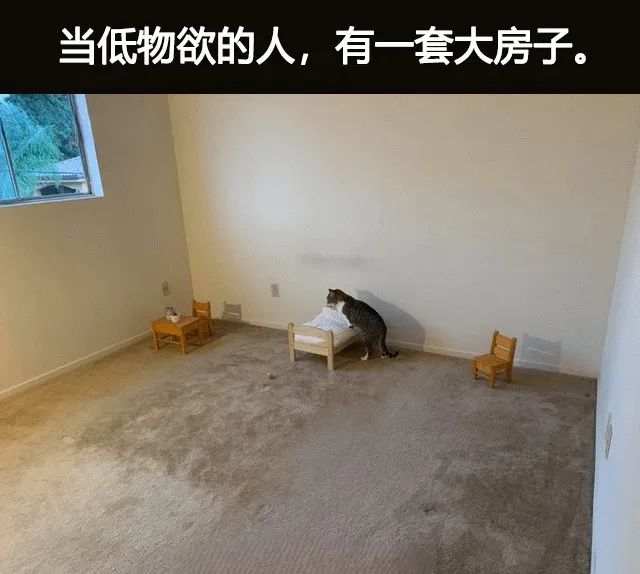 每日meme
