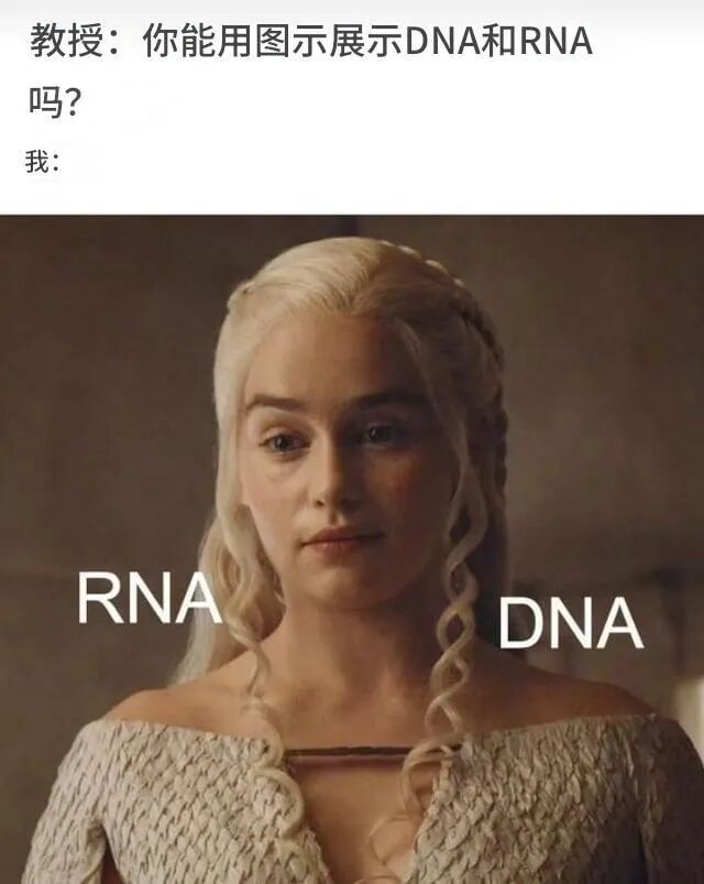 每日meme
