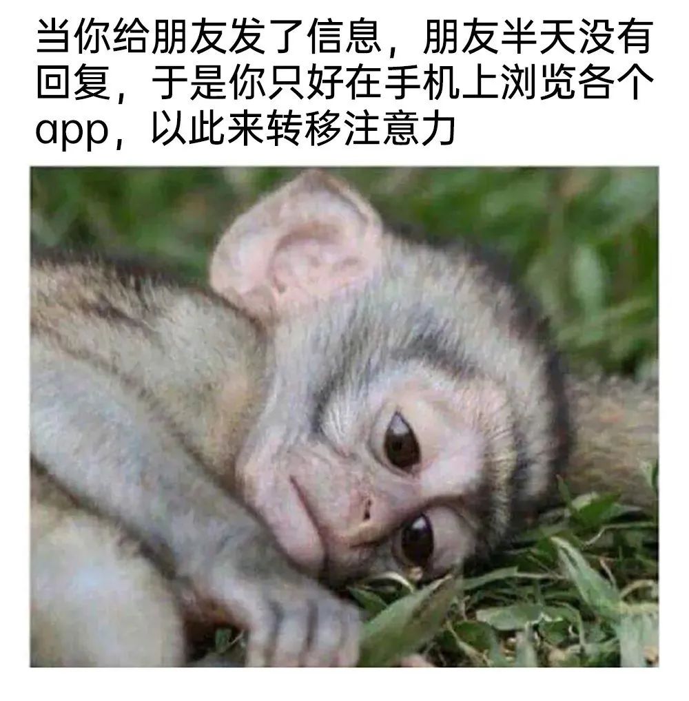 每日meme