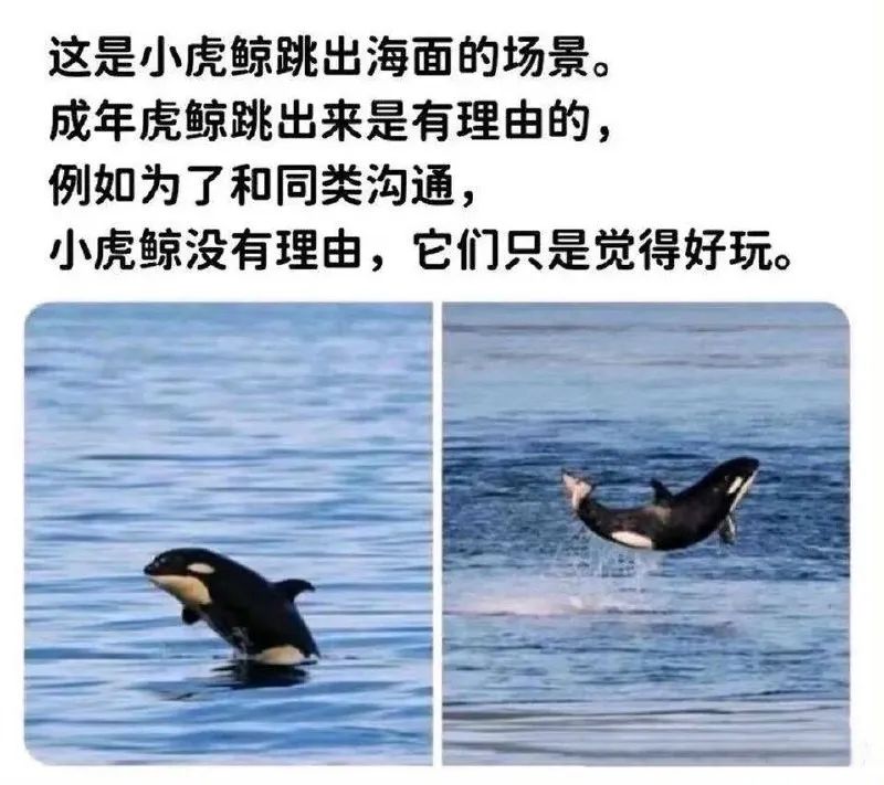 每日meme