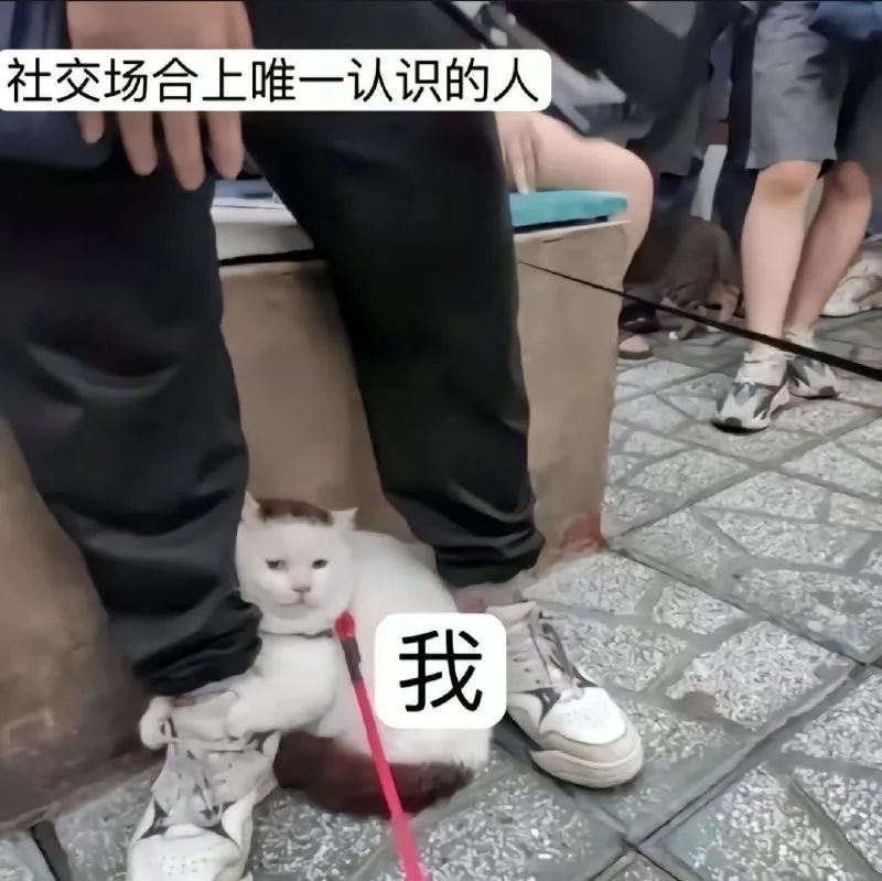 每日meme