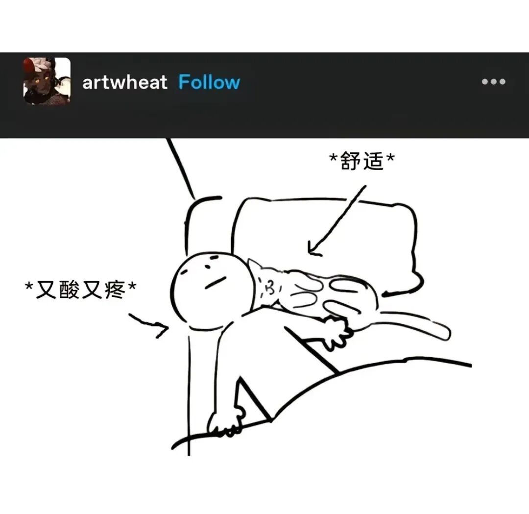 每日meme