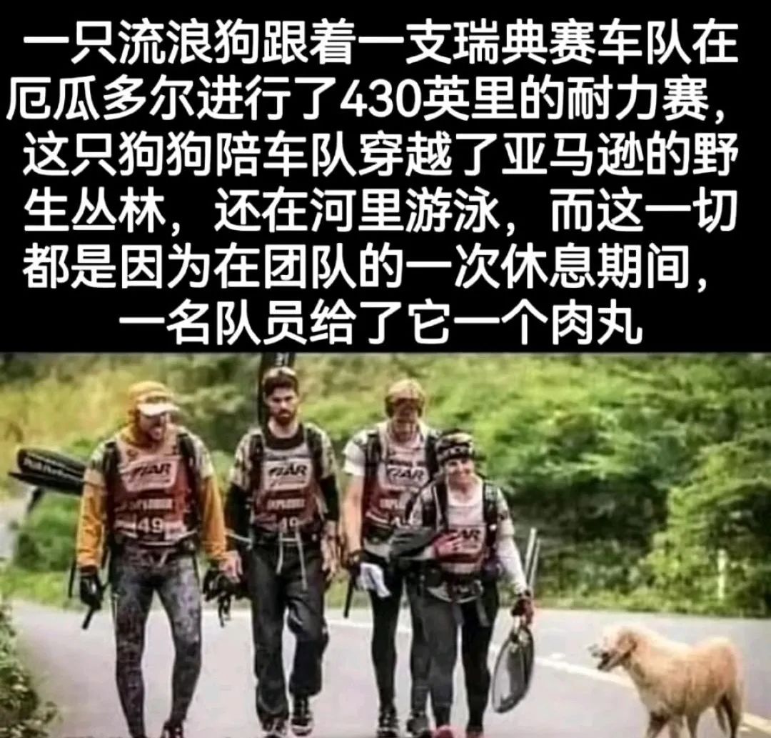 每日meme