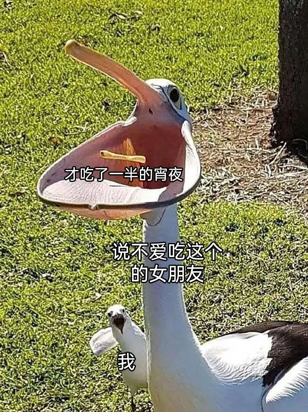 每日meme