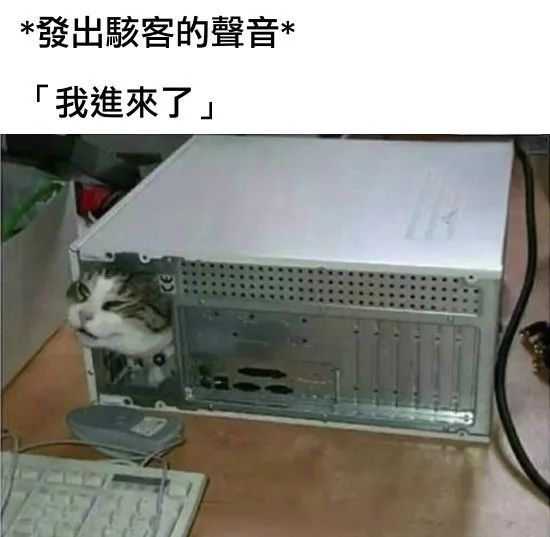 每日meme