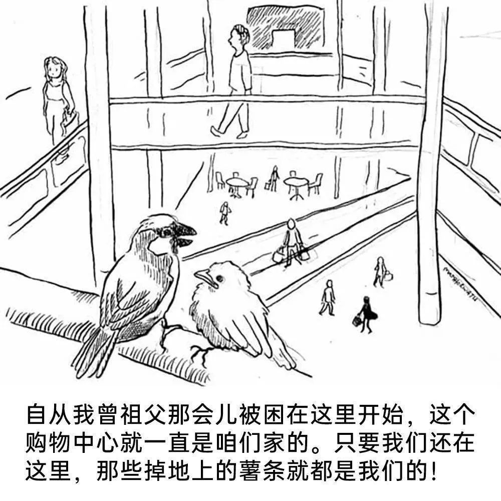 每日meme