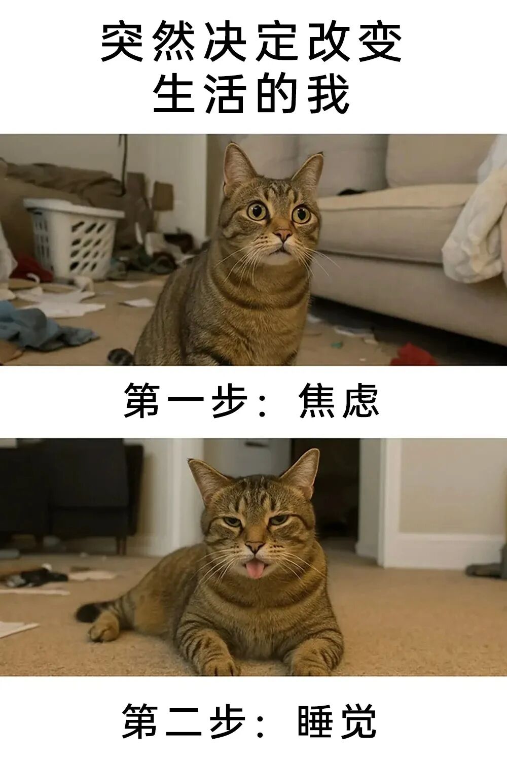 每日meme