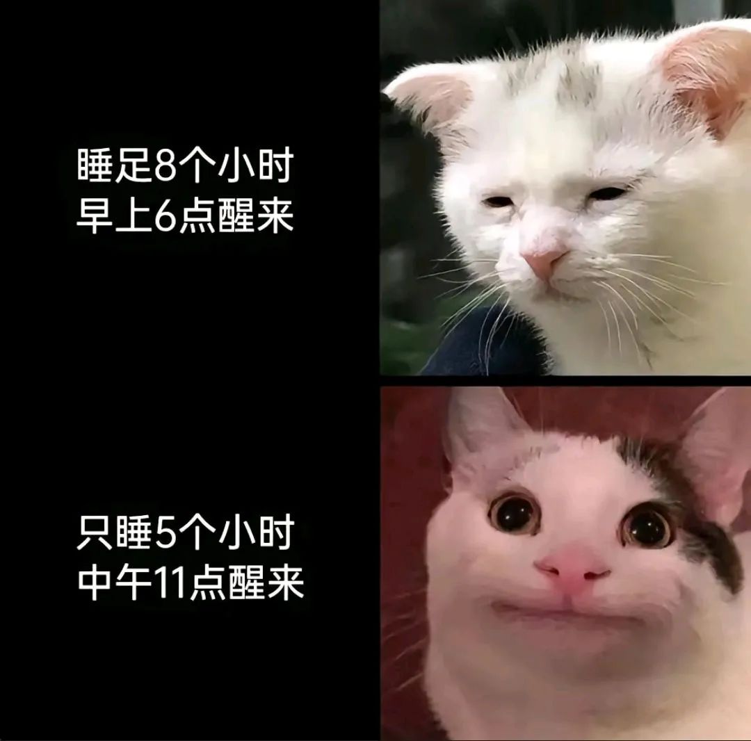 每日meme