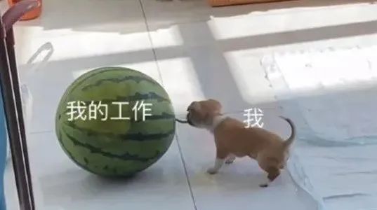 每日meme