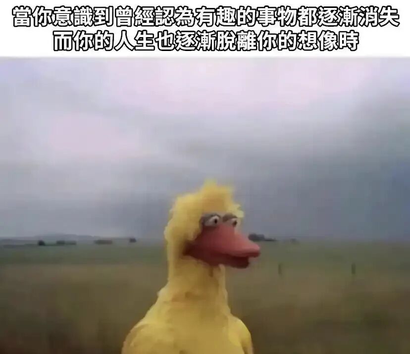 每日meme