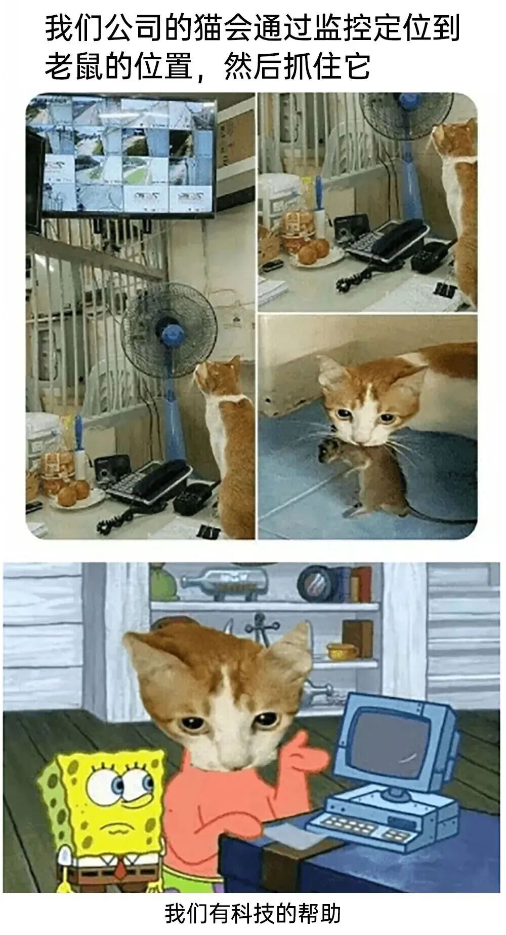 每日meme