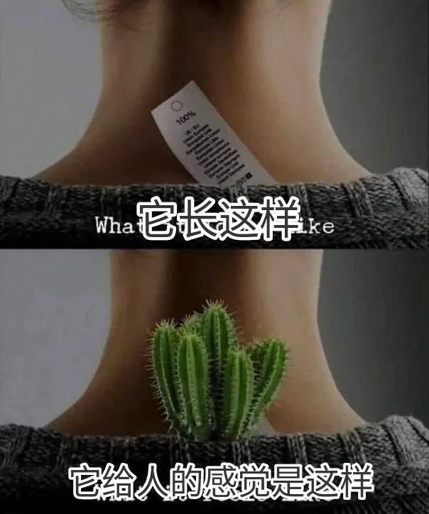 每日meme