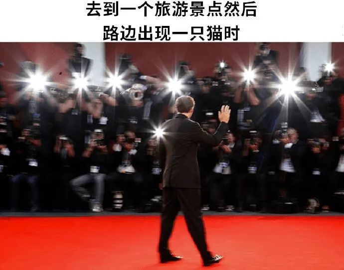 每日meme