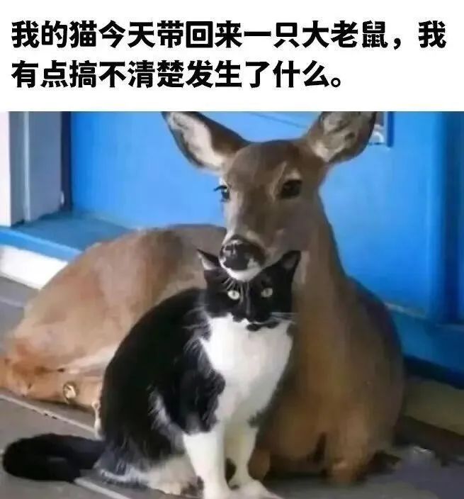 每日meme