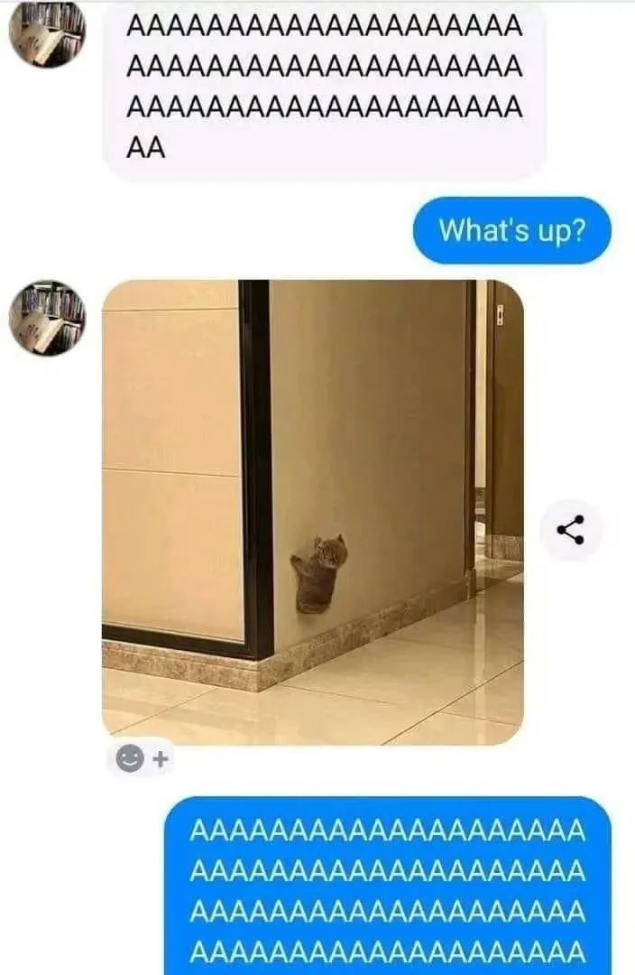 每日meme