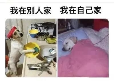 每日meme