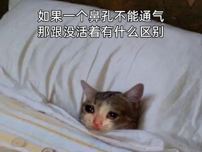 每日meme