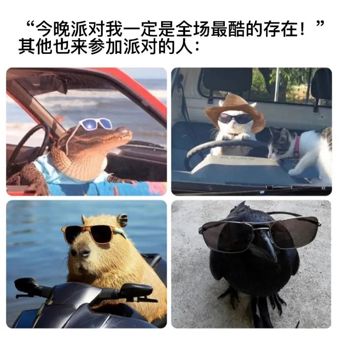 每日meme