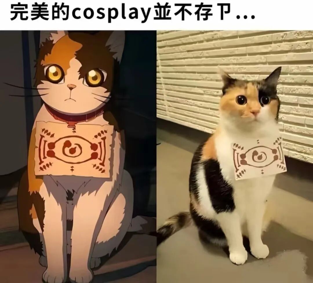 每日meme