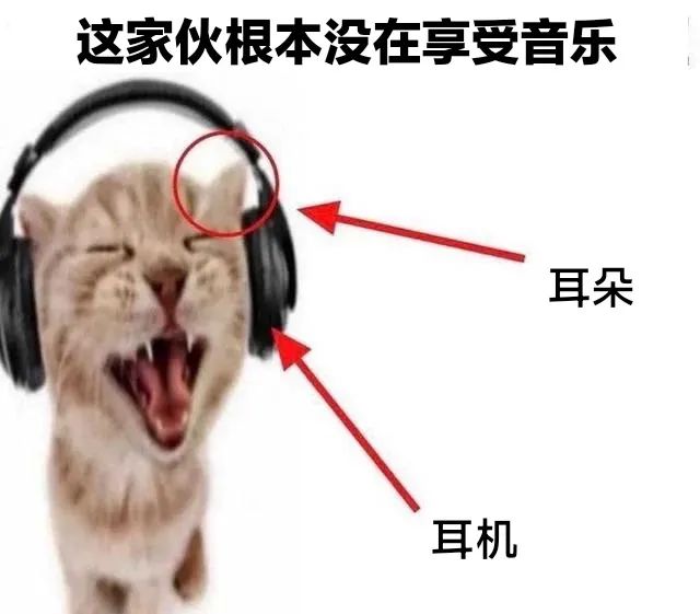 每日meme