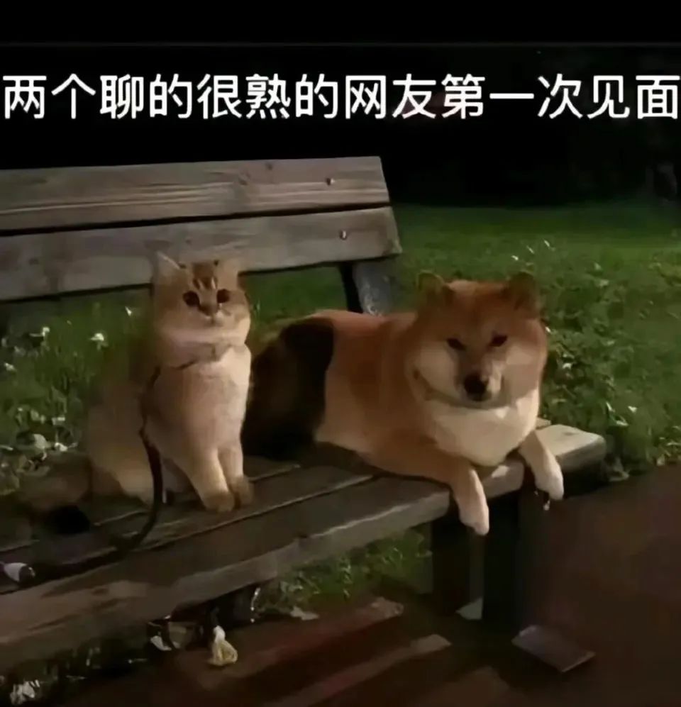 每日meme