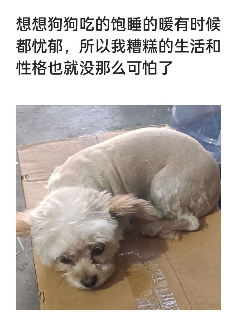 每日meme
