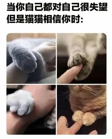每日meme