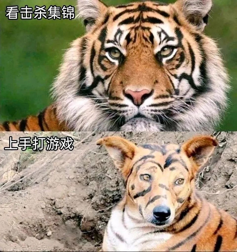 每日meme