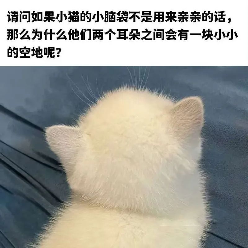 每日meme