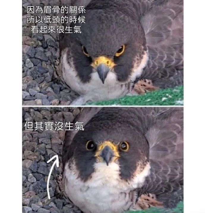 每日meme