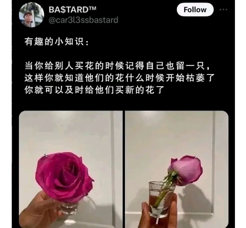 每日meme