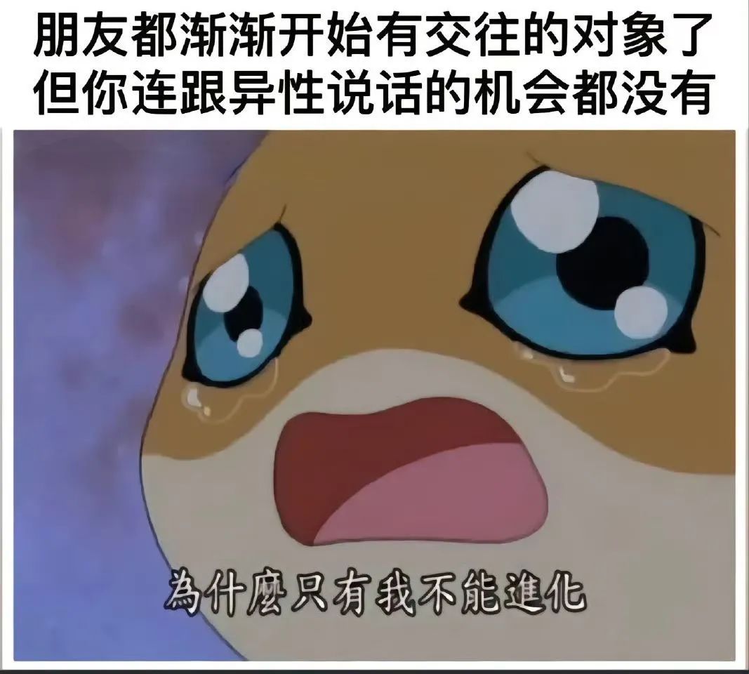 每日meme