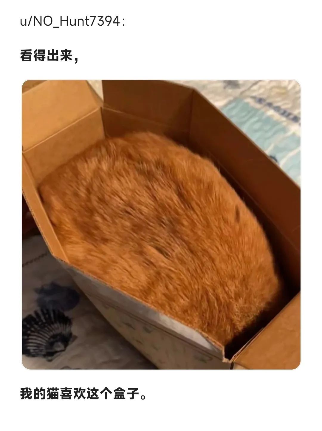 每日meme