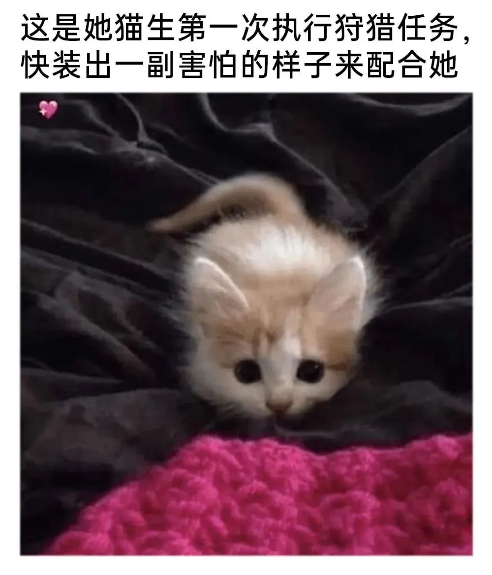 每日meme
