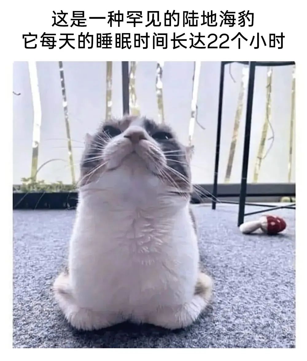 每日meme
