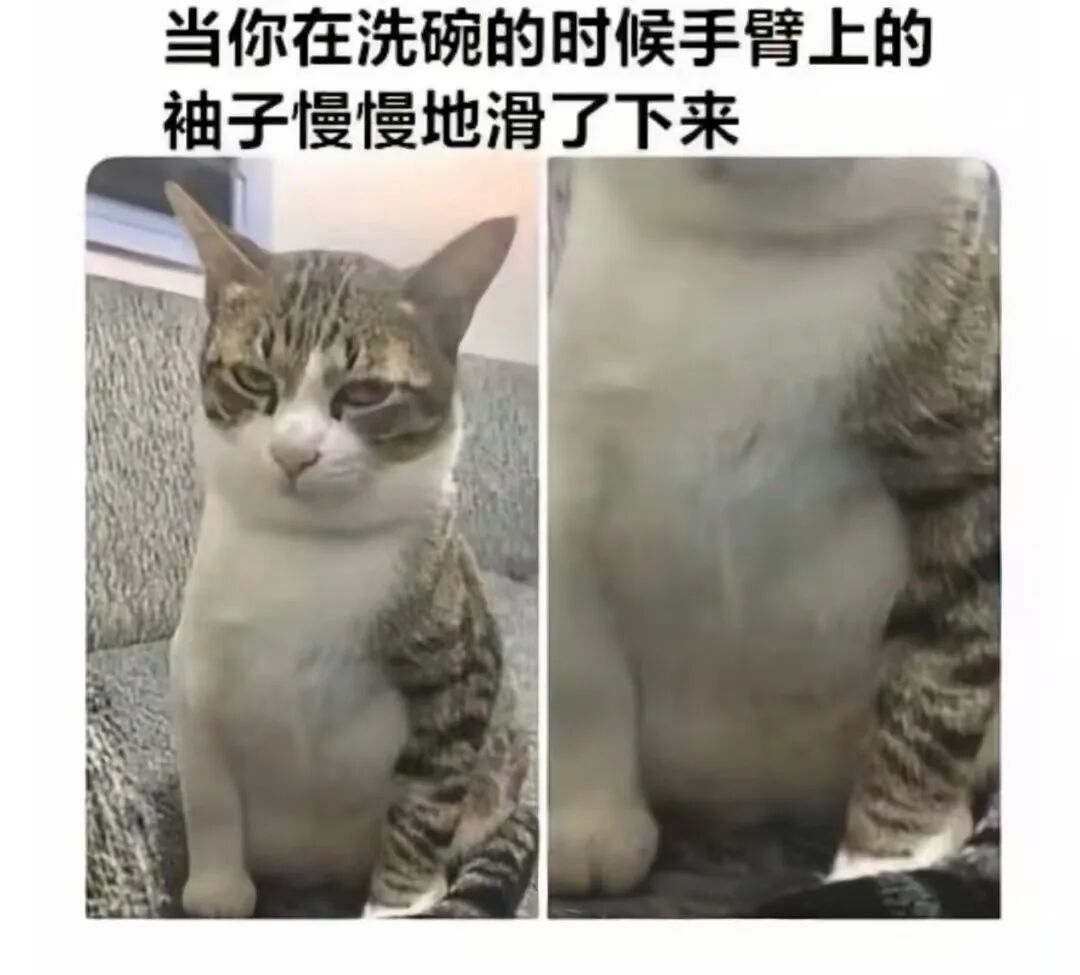 每日meme
