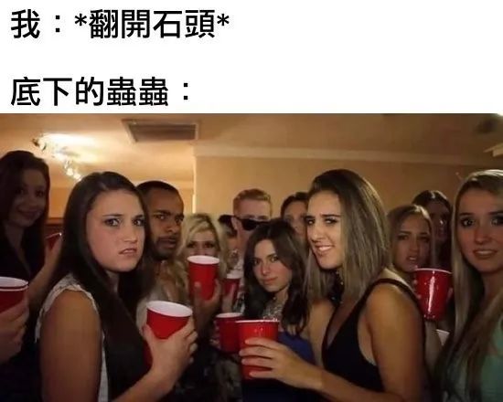 每日meme