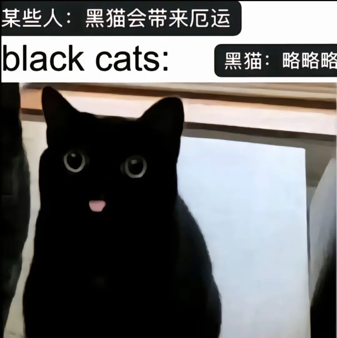 每日meme