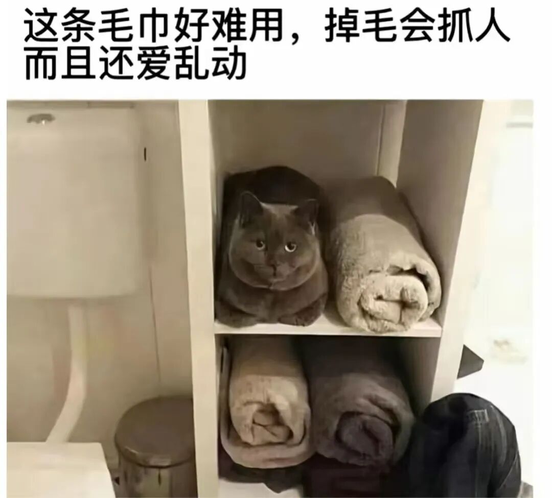 每日meme