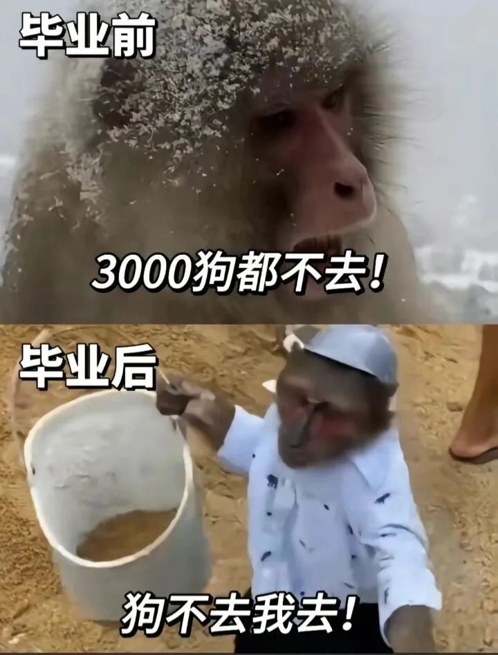 每日meme