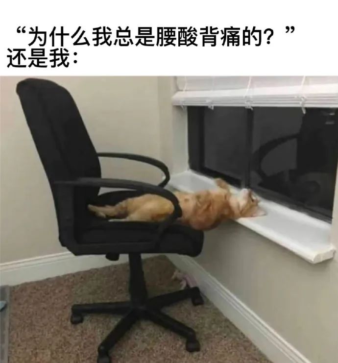 每日meme