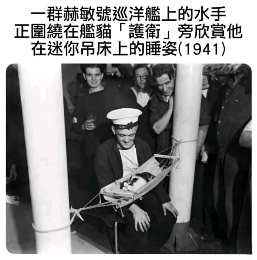 每日meme