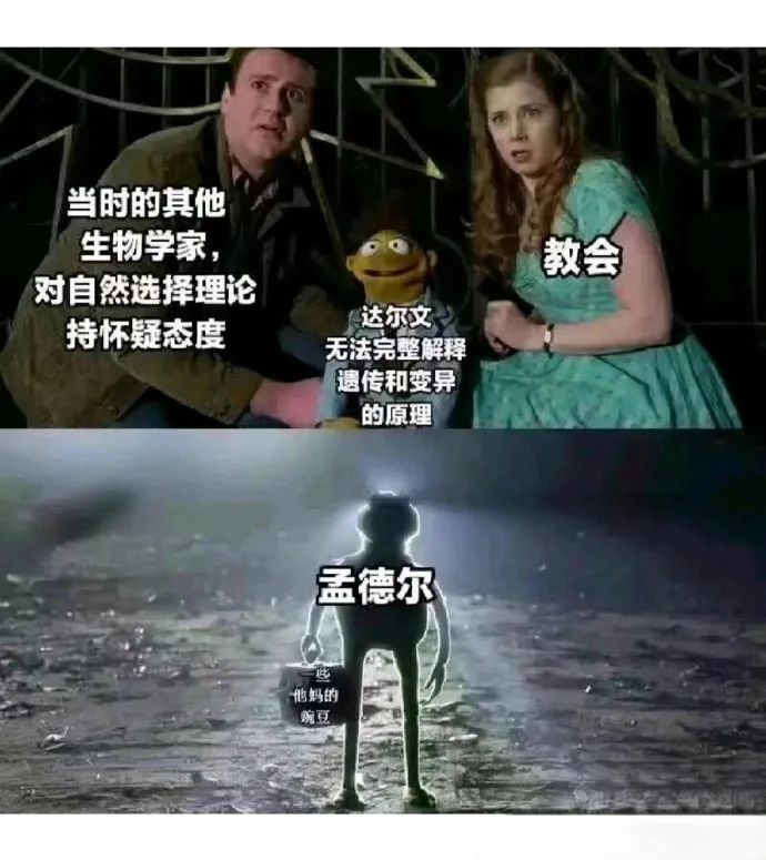 每日meme