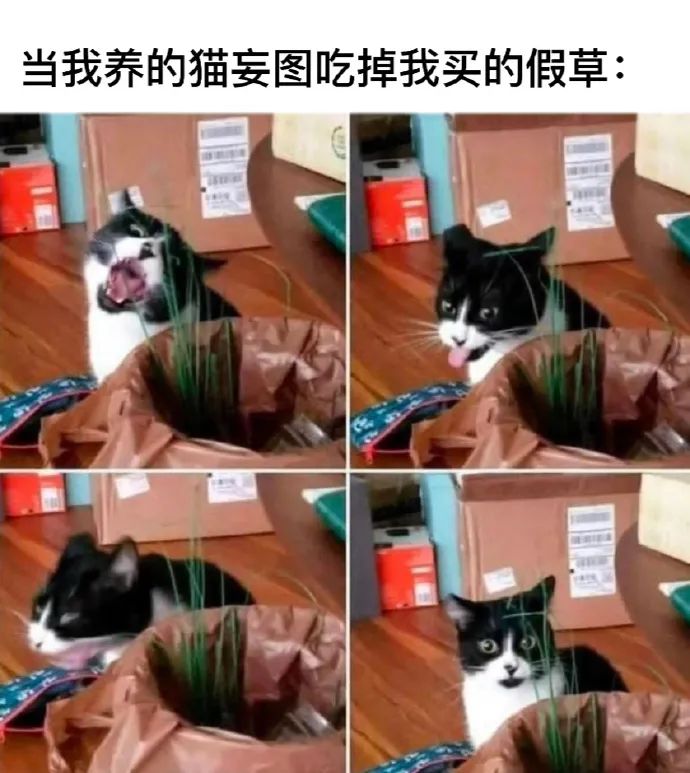 每日meme