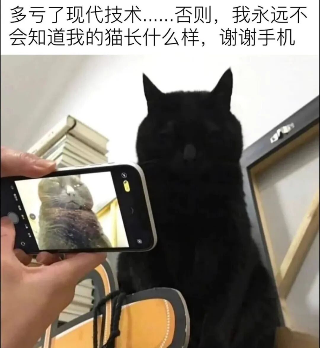 每日meme
