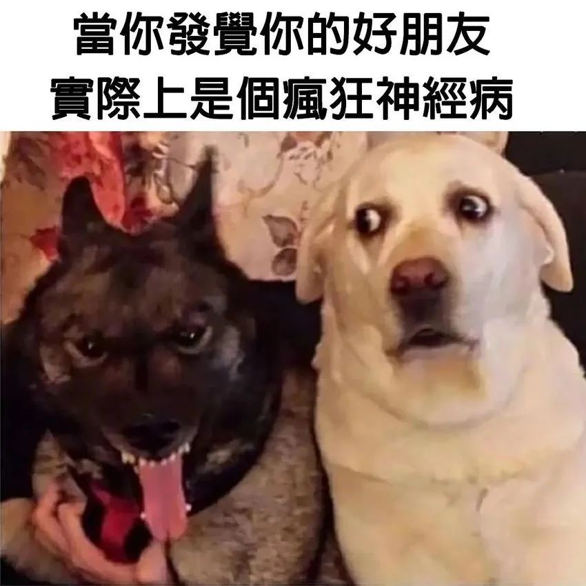 每日meme